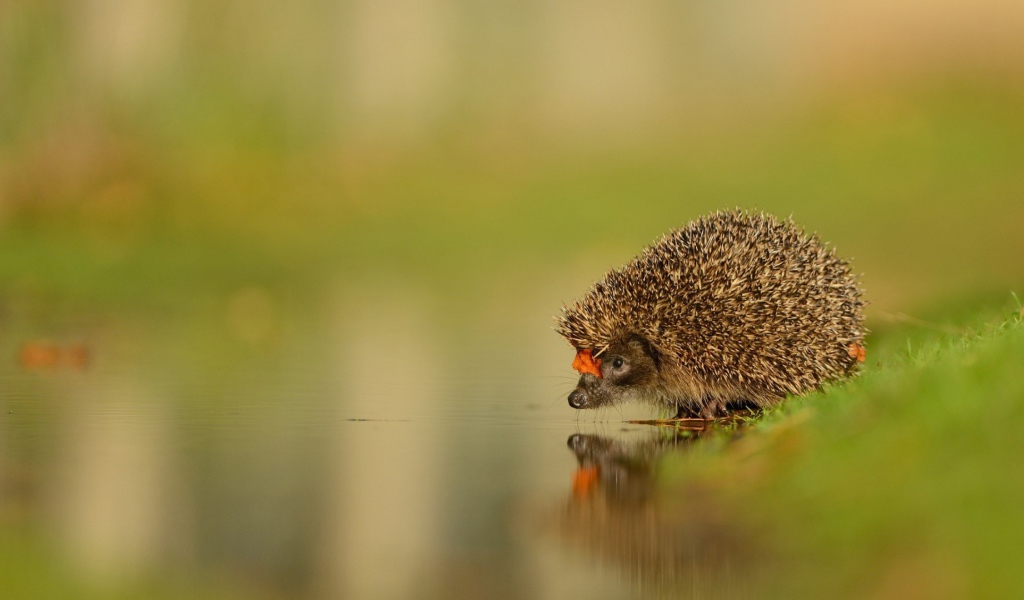 Ежик у воды на водопое