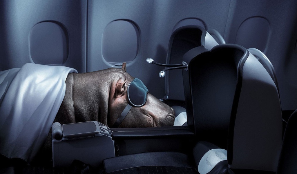 Бегемот спит в самолете