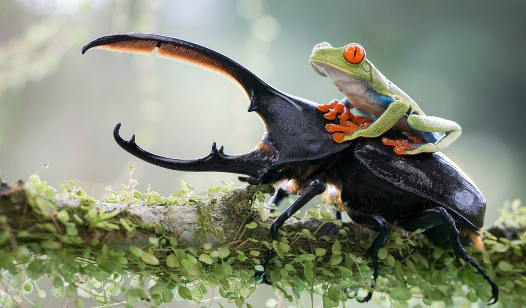 Лягушка оседлала рогатого жука