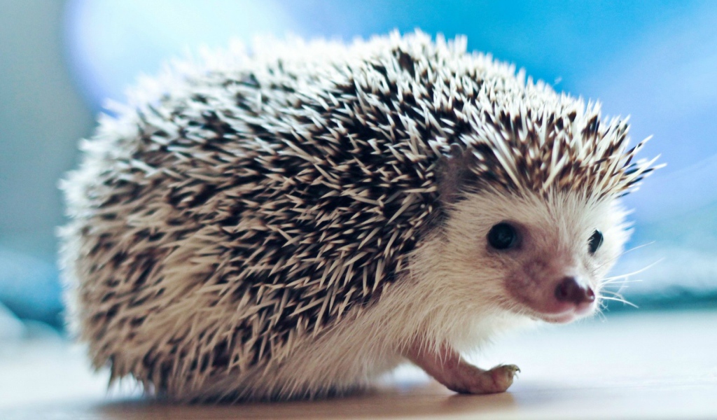 Плохо быть ёжиком, никто не погладит