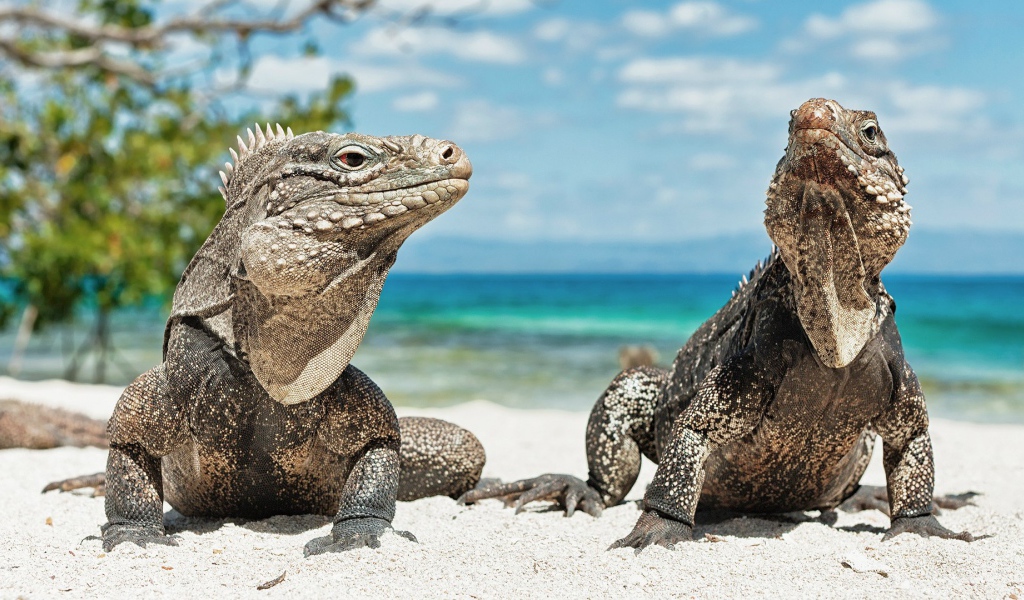 Игуаны на берегу моря