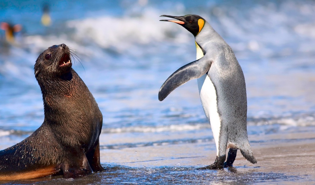 Кергеленский морской котик и королевский пингвин