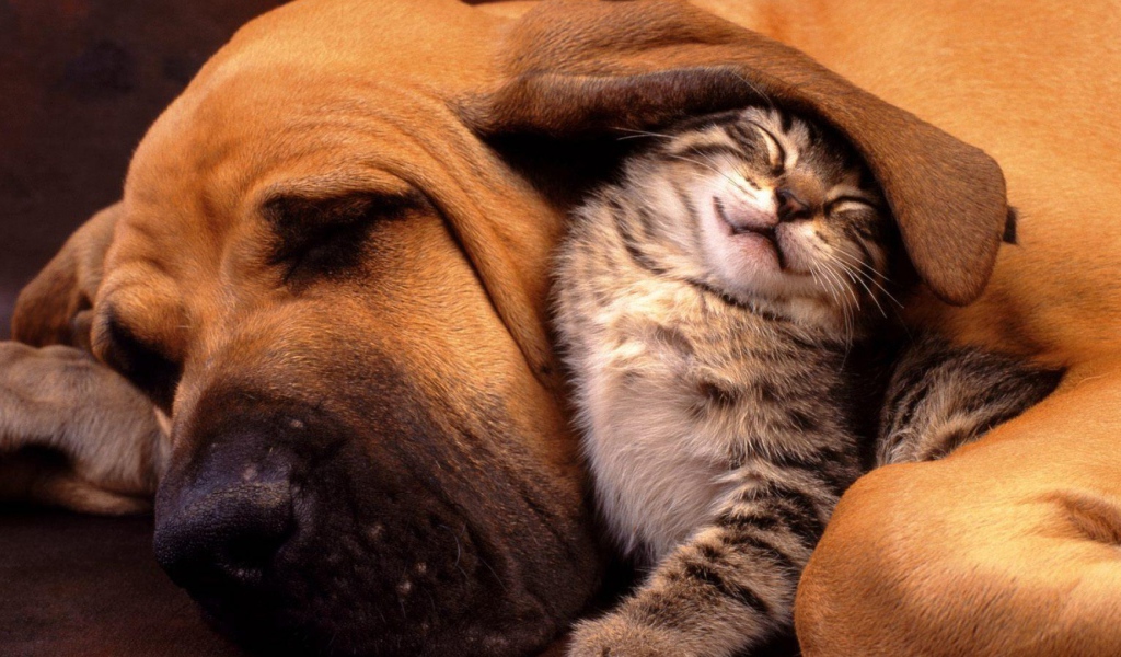 Котенок под ухом собаки