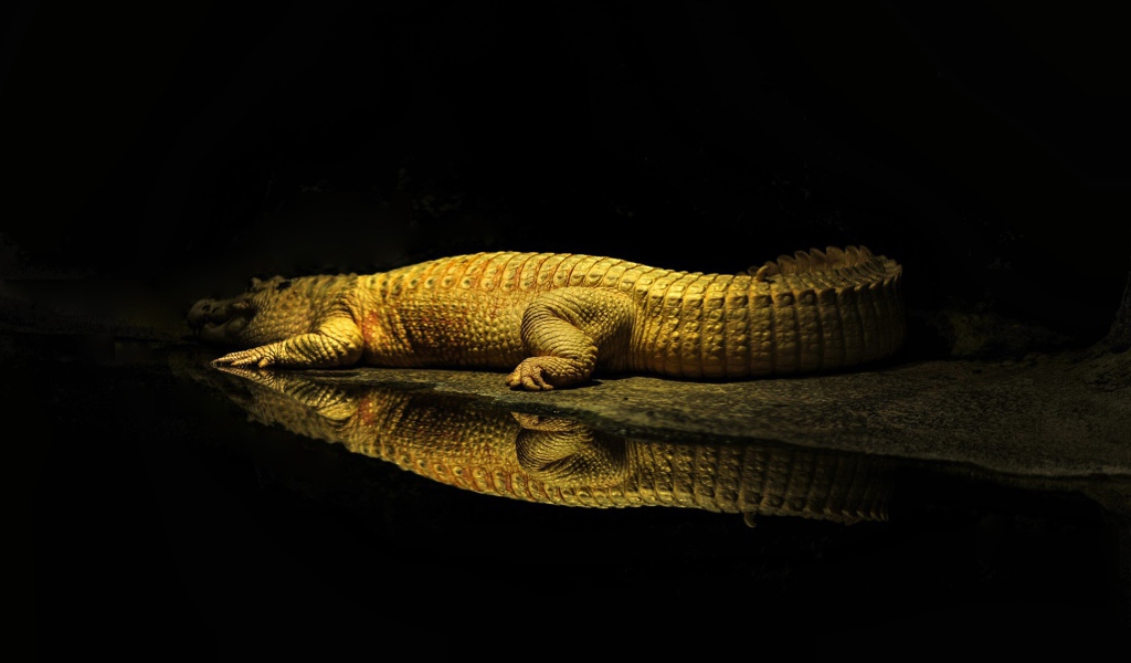 Фонарь освещает крокодила