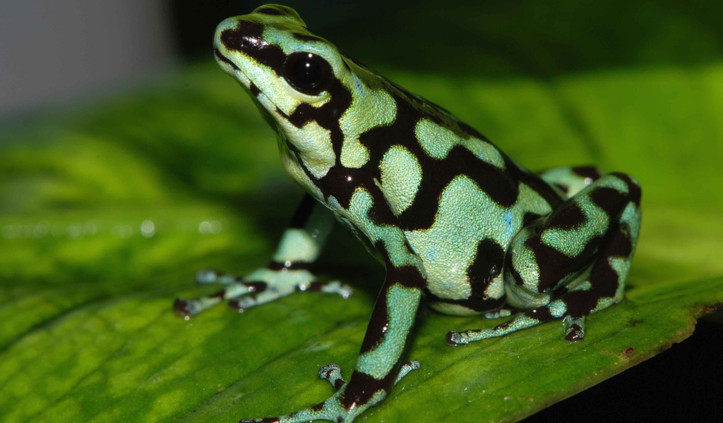 Светло зеленая лягушка с черными пятнами