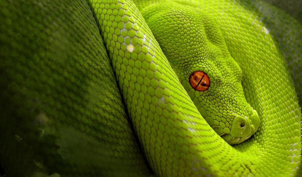 Светло зеленая змея с оранжевыми глазами