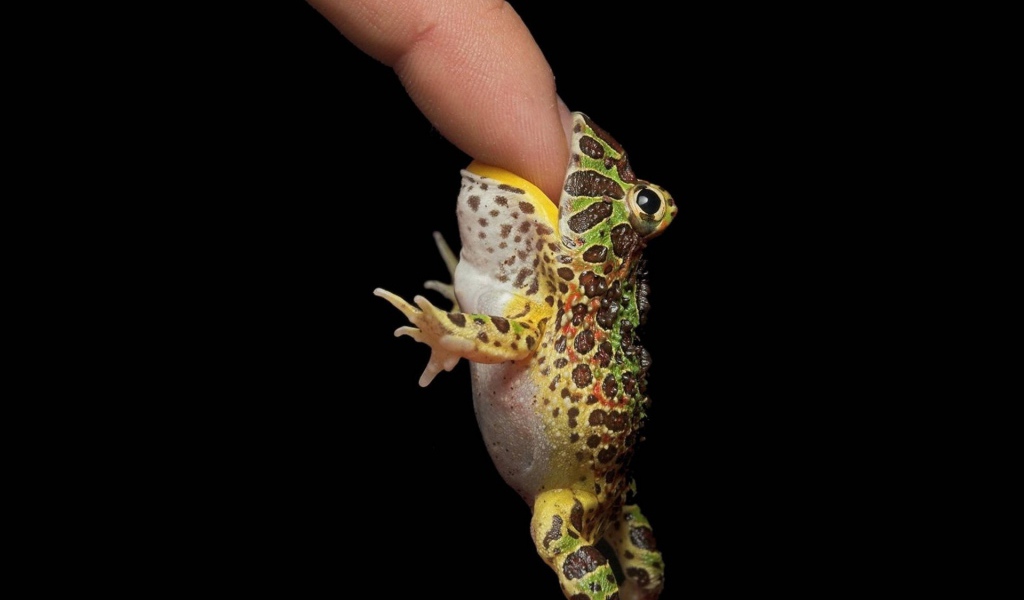 Маленькая лягушка на пальце