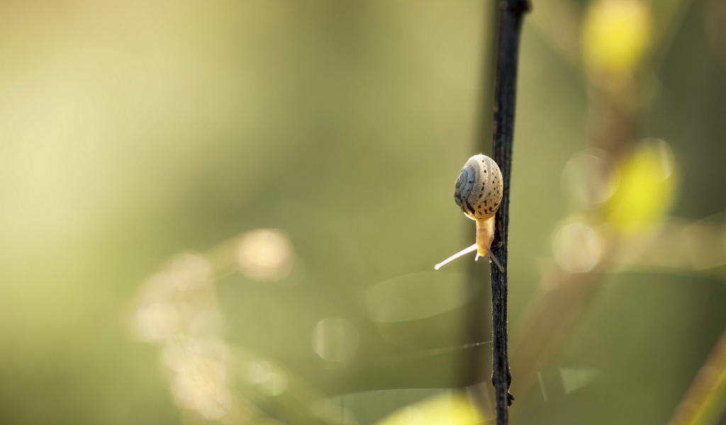Маленькая улитка ползет вниз по черной ветке