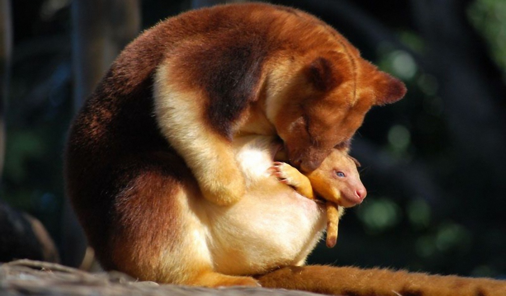 Сумчатое животное с детенышем в Австралии