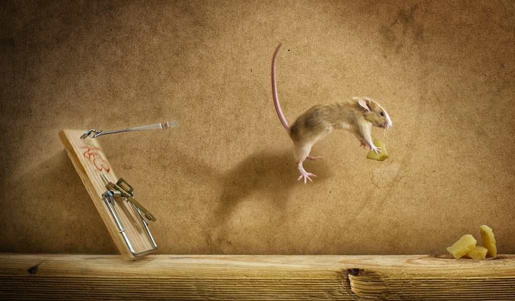 Мышка украла сыр из мышеловки