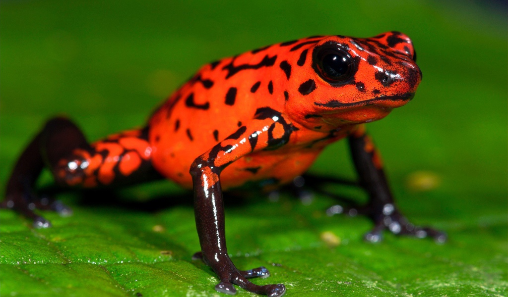 Оранжевая лягушка на зеленом листе