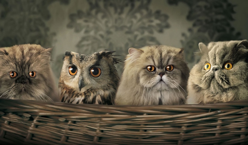Сова среди котов