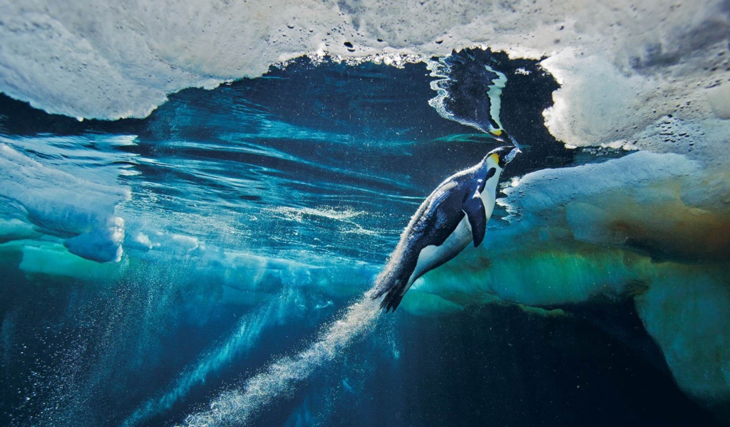Пингвин плывет к поверхности воды