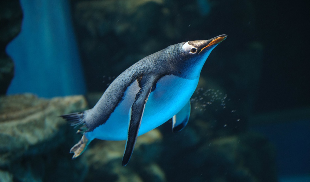 Пингвин плывет в воде