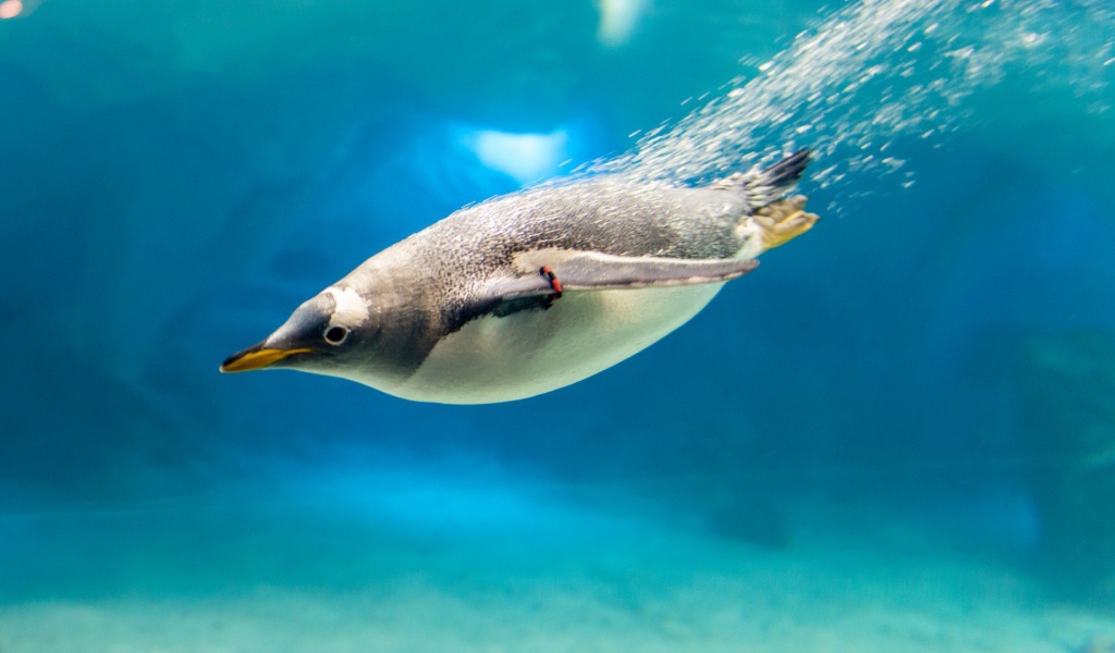 Пингвин под водой