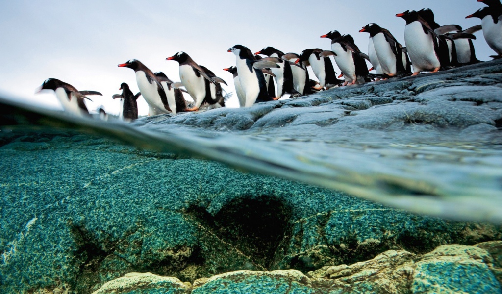 Пингвины идут ровной колонной