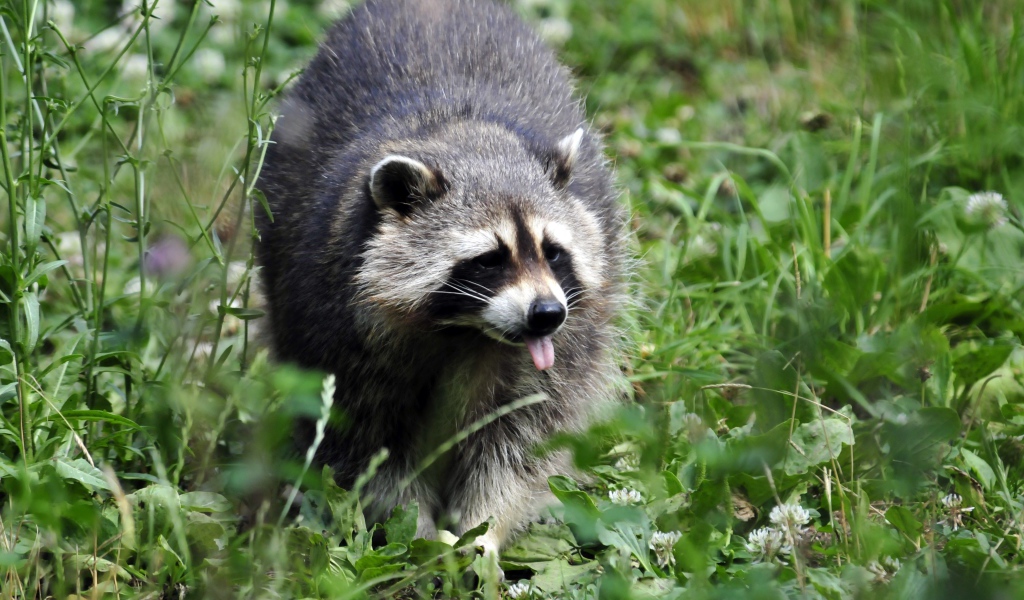 Енот-полоскун идет по зеленой траве