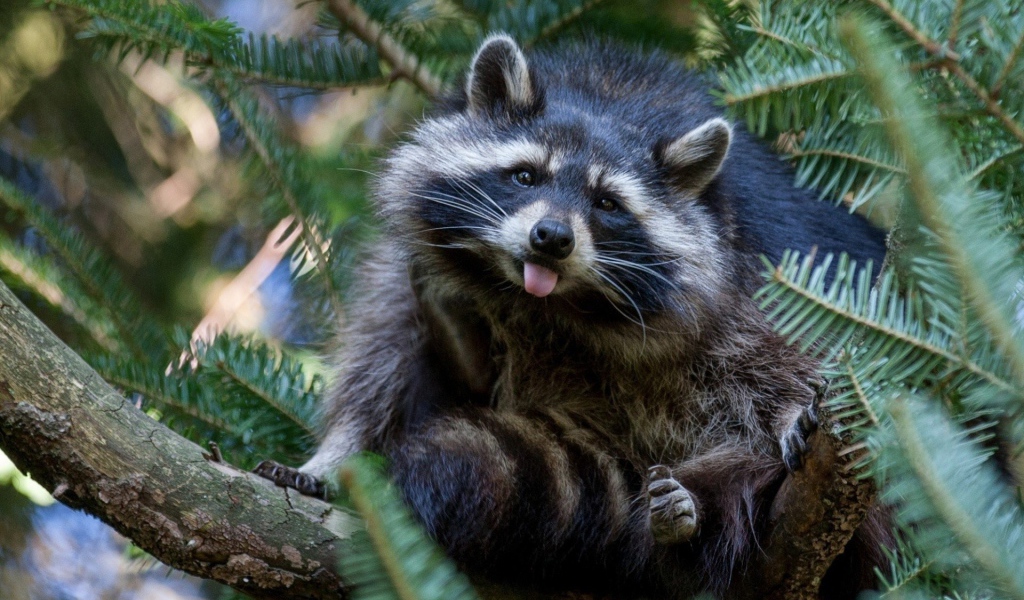 Енот-полоскун сидит на хвойном дереве