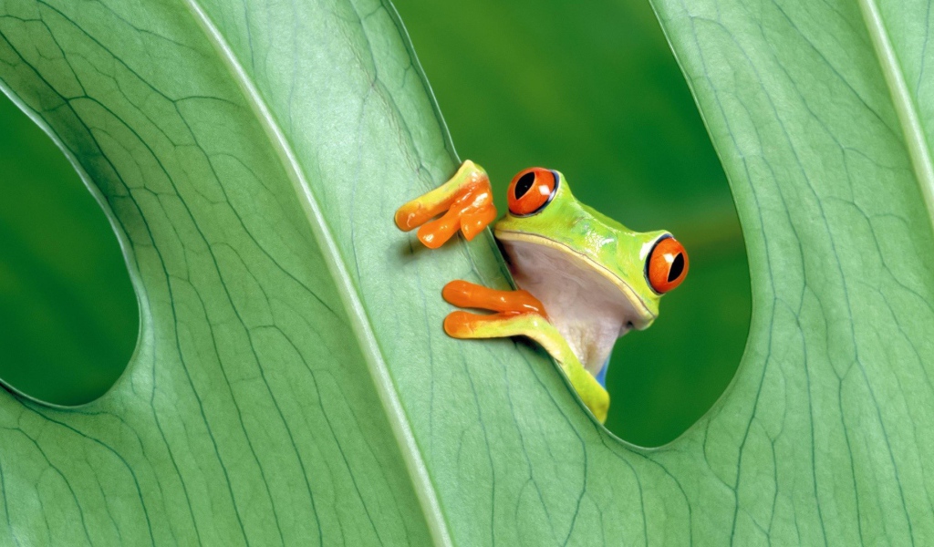 Красноглазая лягушка за зеленым листом