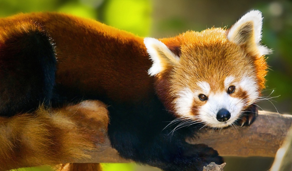 Красная панда лежит на стволе дерева