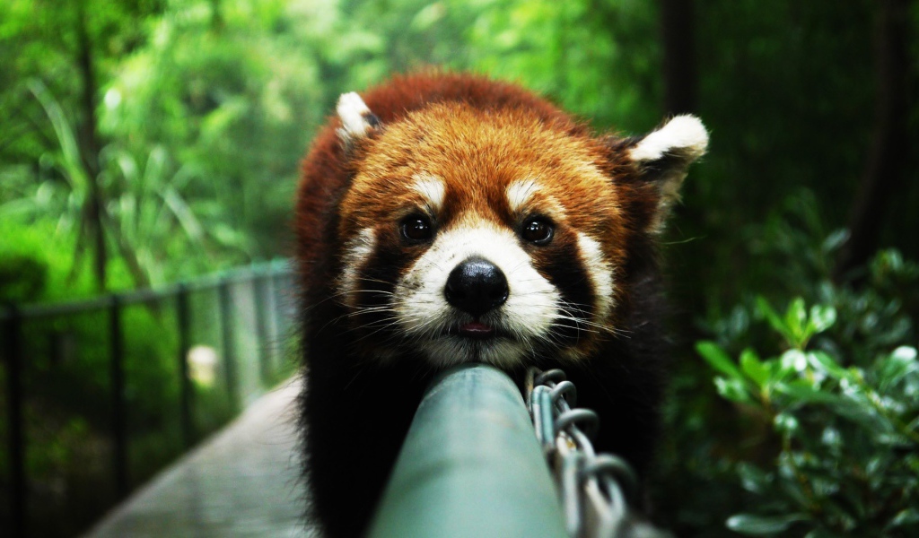 Красная панда на заборе