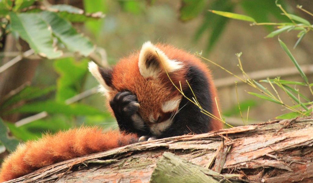 Красная панда положила лапку себе на голову
