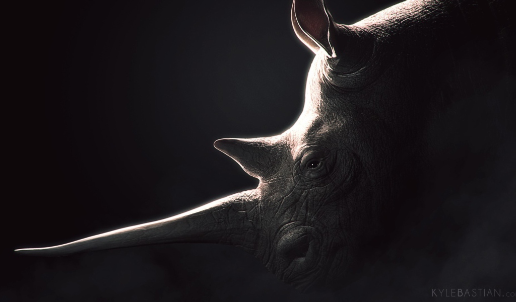 Носорог, черный фон