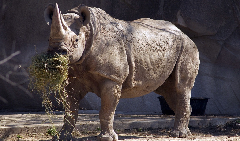 Носорог ест сено