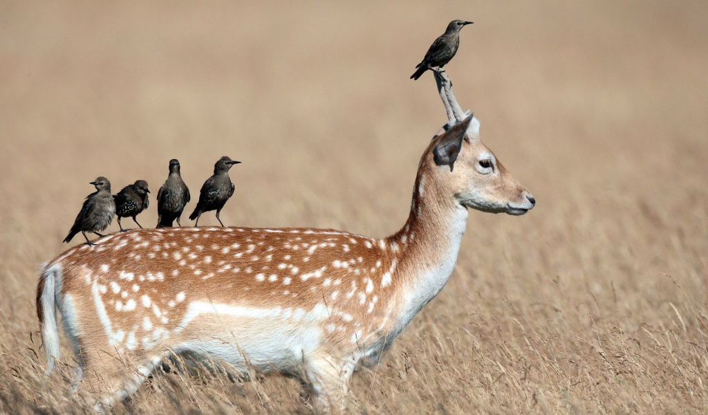 Грачи сидят на олене