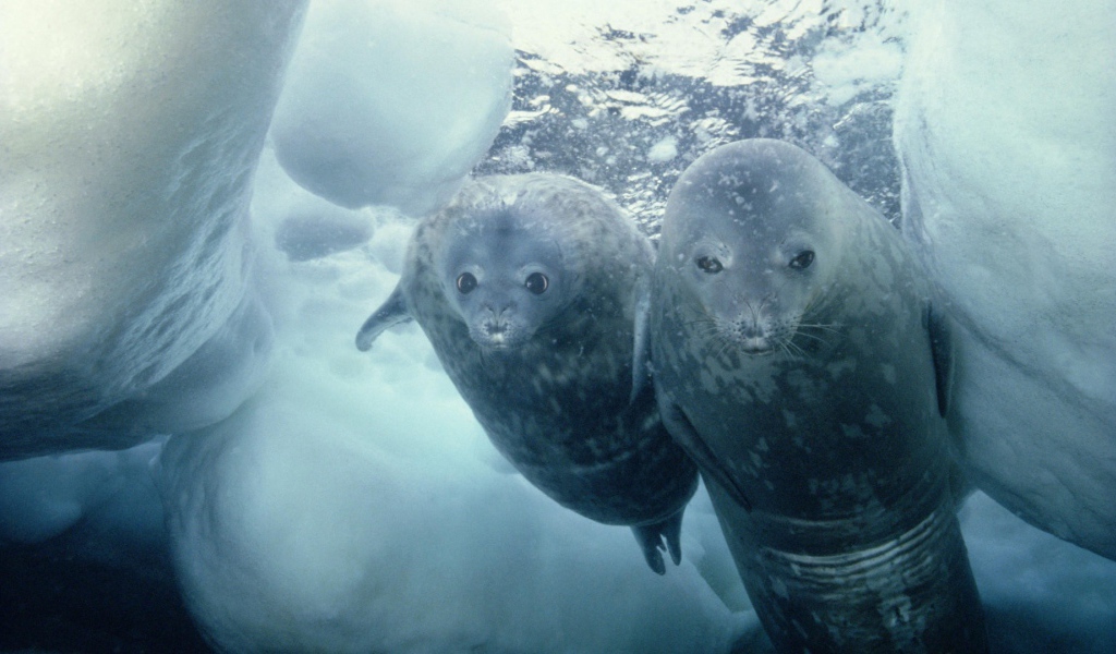 Морские котики нырнули в прорубь