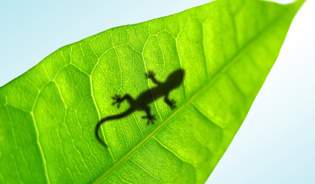 Тень маленькой ящерицы