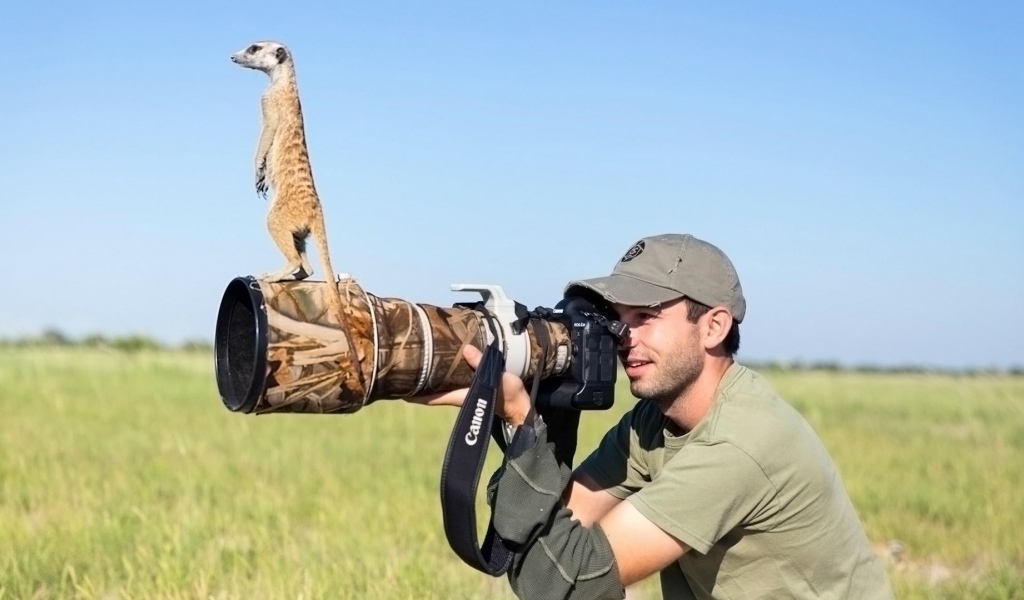 Беззастенчивый сурикат