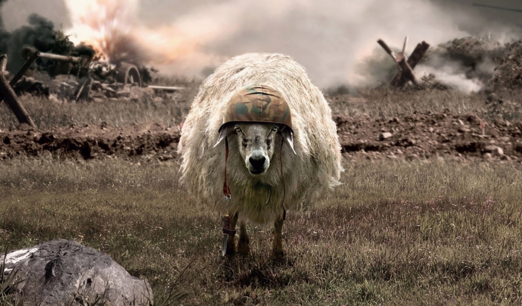 Овца на войне в каске