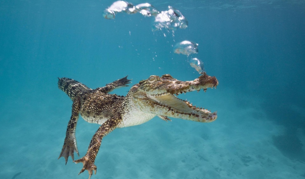 Маленький крокодил пускает пузыри под водой