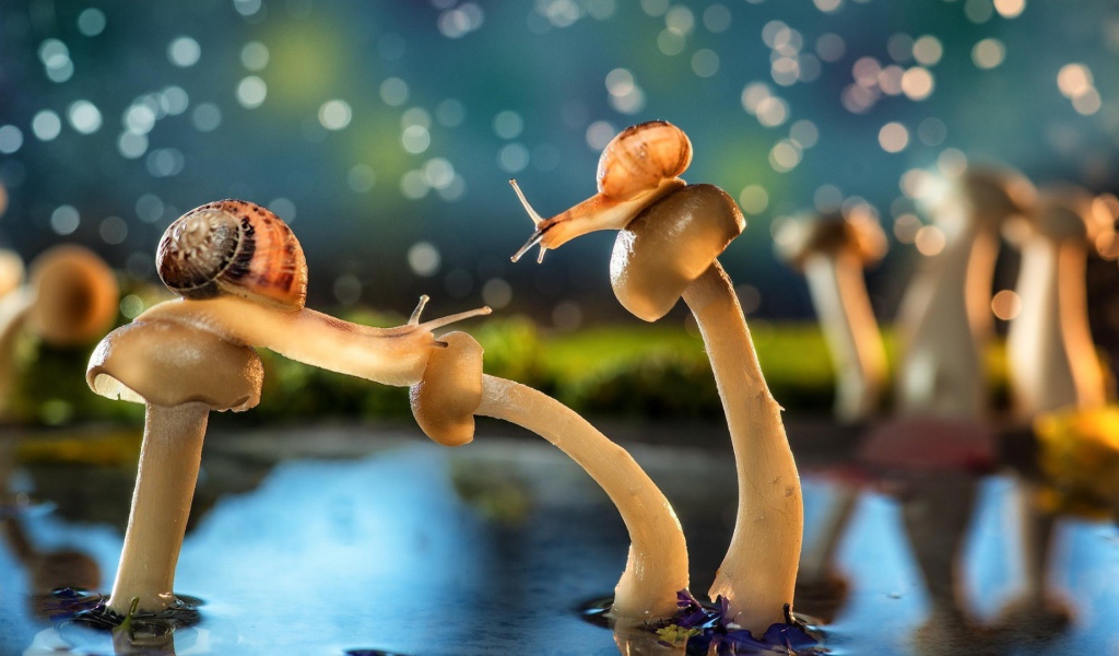 Улитки на шляпках грибов