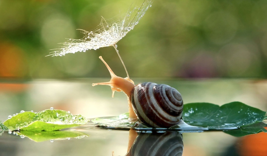 Улитка с зонтиком