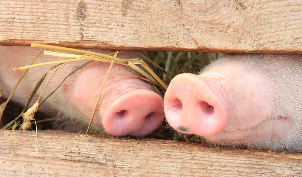 Носики двух поросят