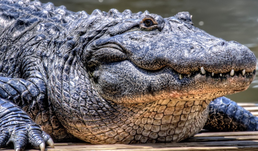 Грузный старый крокодил
