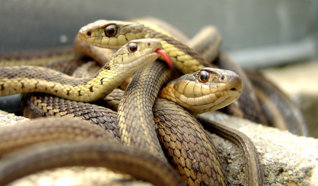 Клубок коричневых змей