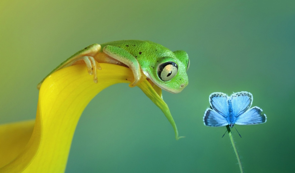 Лягушка смотрит на бабочку