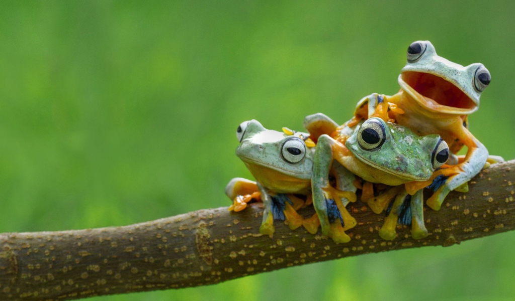 Три веселых лягушки