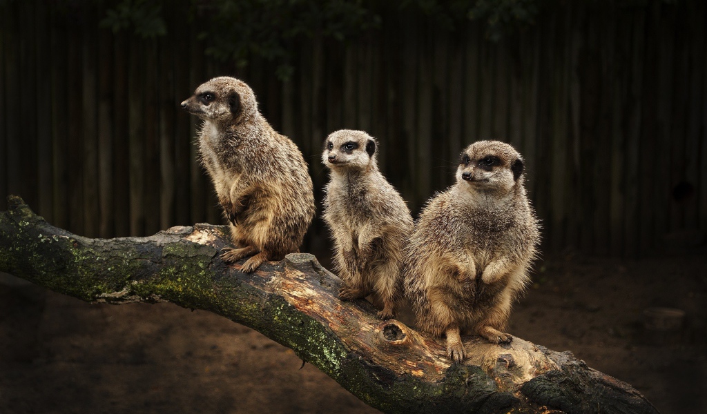 Три сурка на стволе дерева