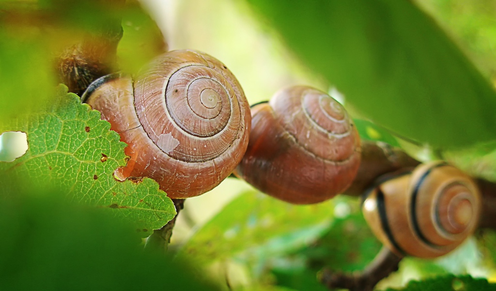 Три улитки на листьях