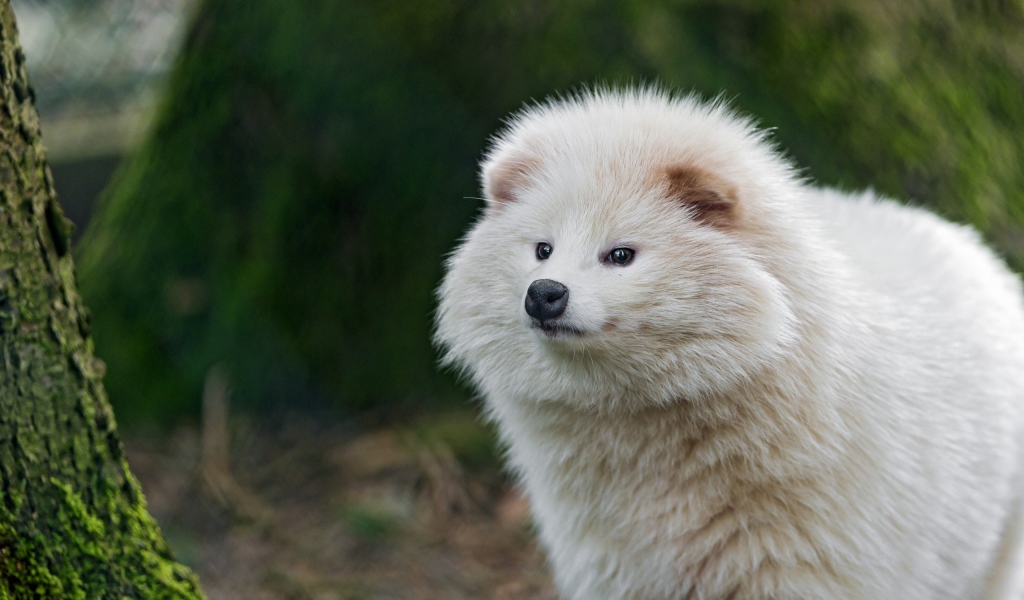 Взлохмаченное белое животное