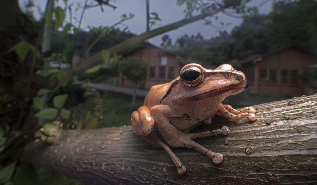 Древесная лягушка сидит на дереве