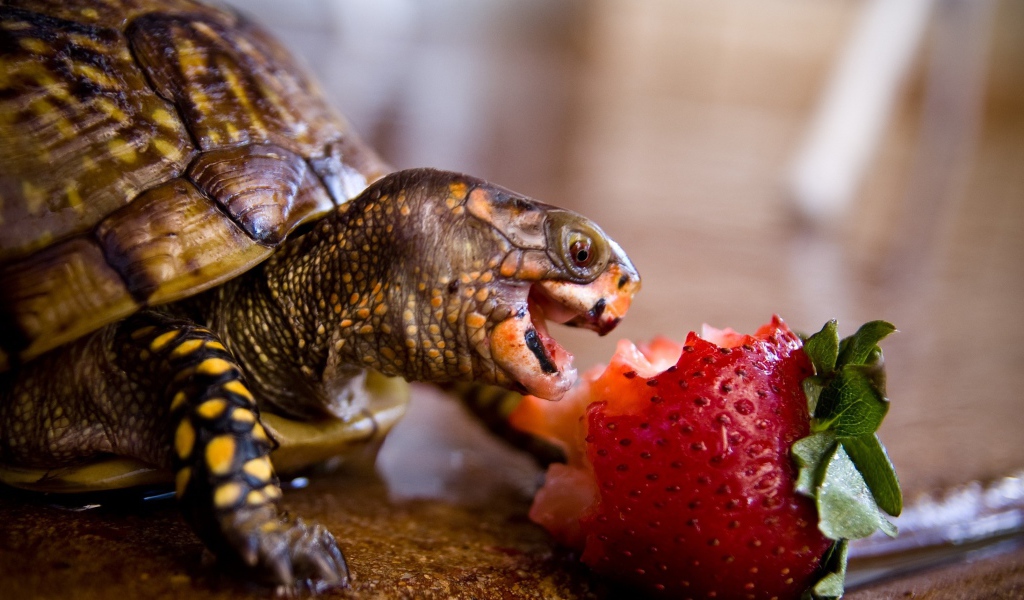 Черепаха с удовольствием ест клубнику