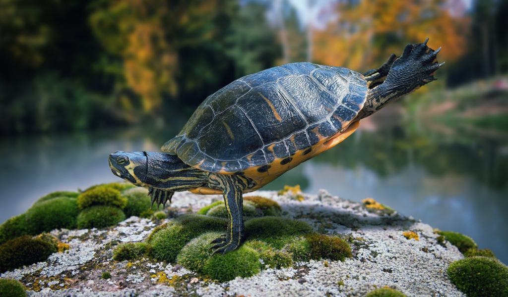 Черепаха стоит на передних лапах