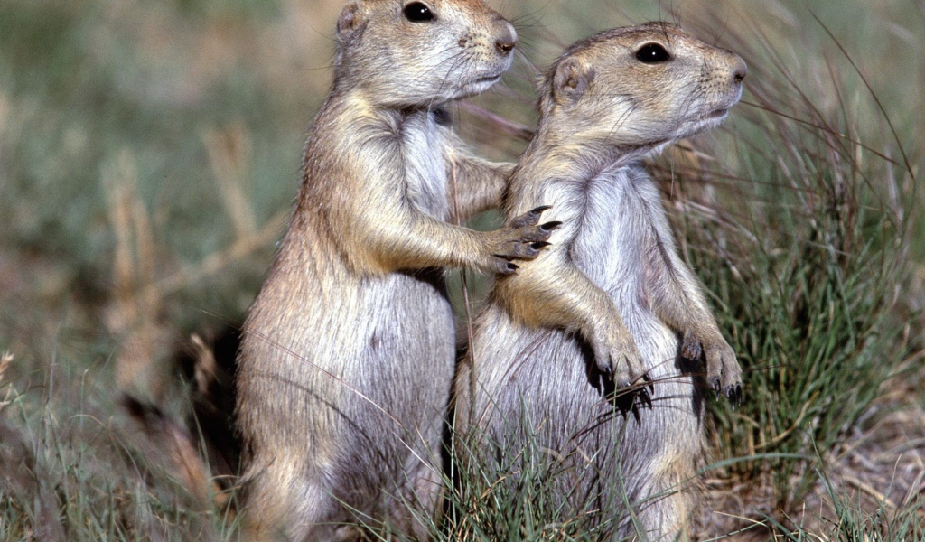 Два сурка в поле