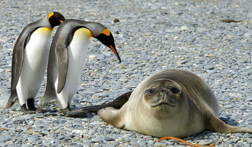 Два пингвина и тюлень