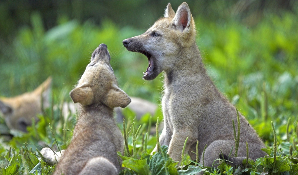 Два детеныша животных на траве